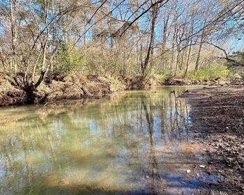 205 +/- Acres with Timberland, Creeks, & Prime Wildlife Habitat