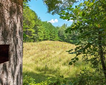 Hunting, Timber, Homesites in Peaceful Rural Setting
