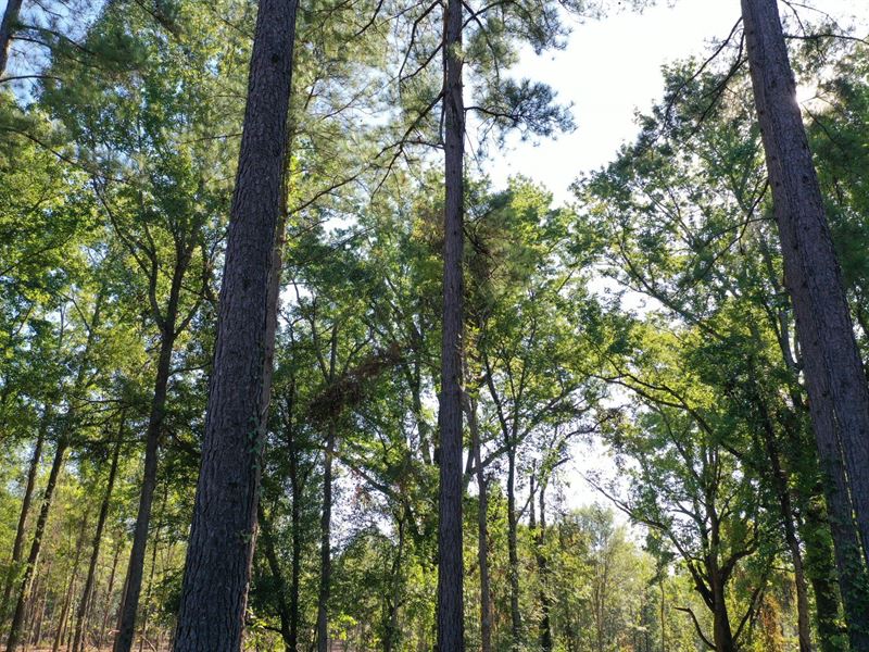 O'quinns Pond Farm, 5.49 Acre Lot : Milledgeville : Baldwin County : Georgia