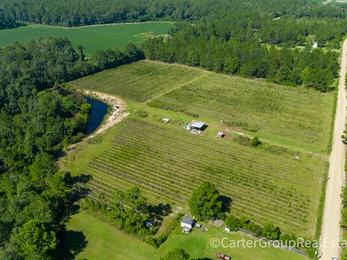 Organic Highbush Blueberry Farm Lot For Sale In Nashville Berrien County Georgia Lotflip