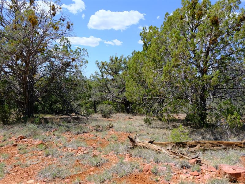 Flat, Wooded Lot Ready for Building : Seligman : Yavapai County : Arizona