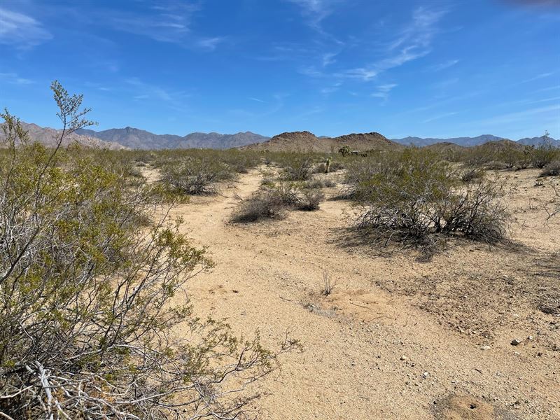 Mohave Madness : Yucca : Mohave County : Arizona