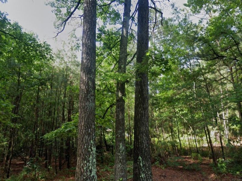 $700 Forest Lot in Pine Bluff City : Pine Bluff : Jefferson County : Arkansas