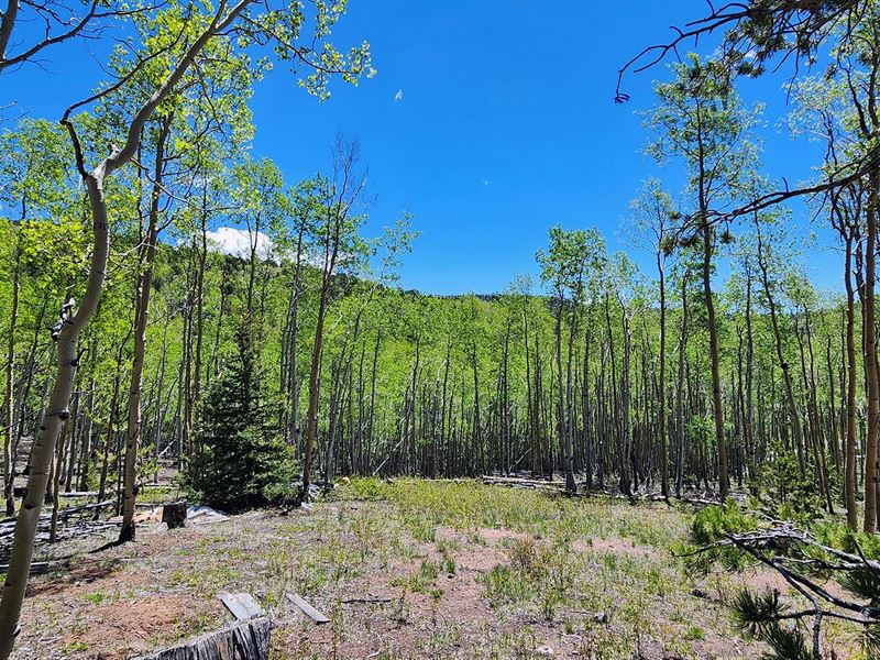 Aspen Lovers : Cripple Creek : Teller County : Colorado