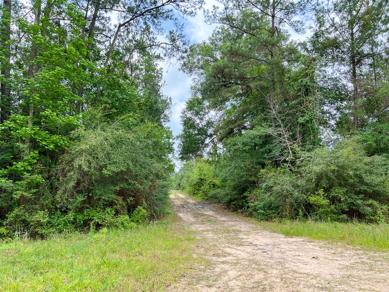 14.5 Acres, FM 2937 A-6 : Silsbee : Hardin County : Texas