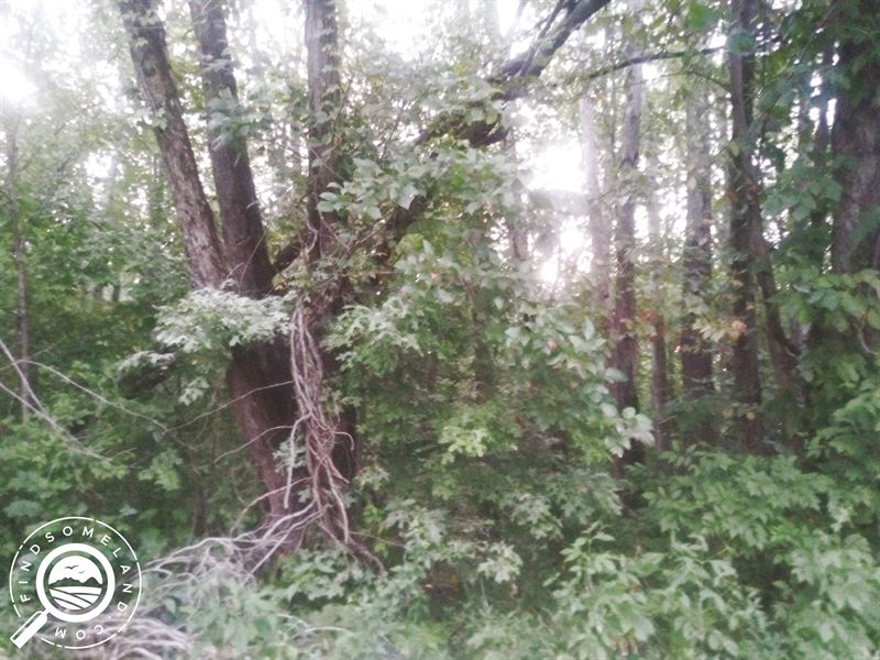 Wooded City Lot in Jasonville : Jasonville : Greene County : Indiana