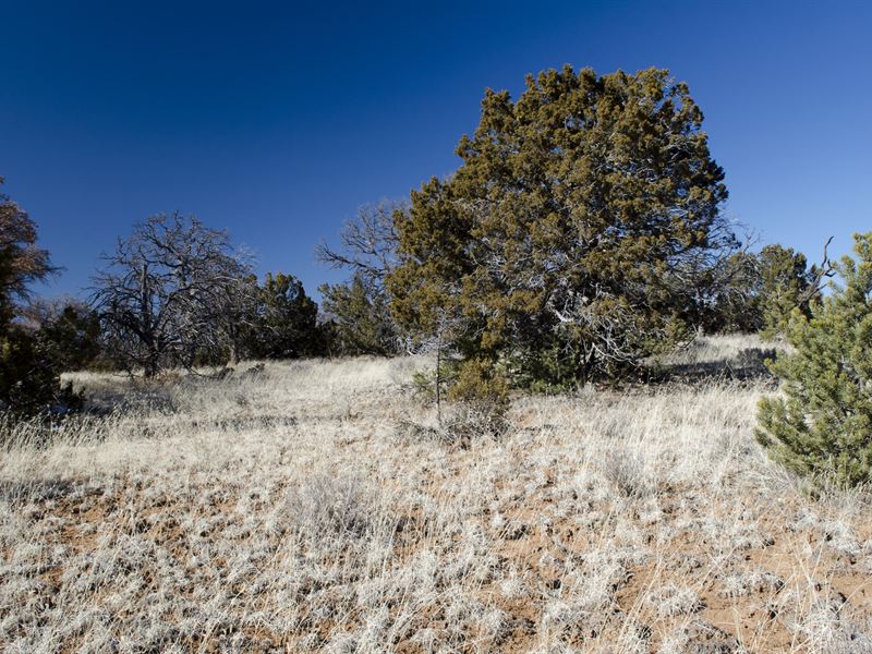 Claim Your Ramah Hunting Paradise : Ramah : Cibola County : New Mexico