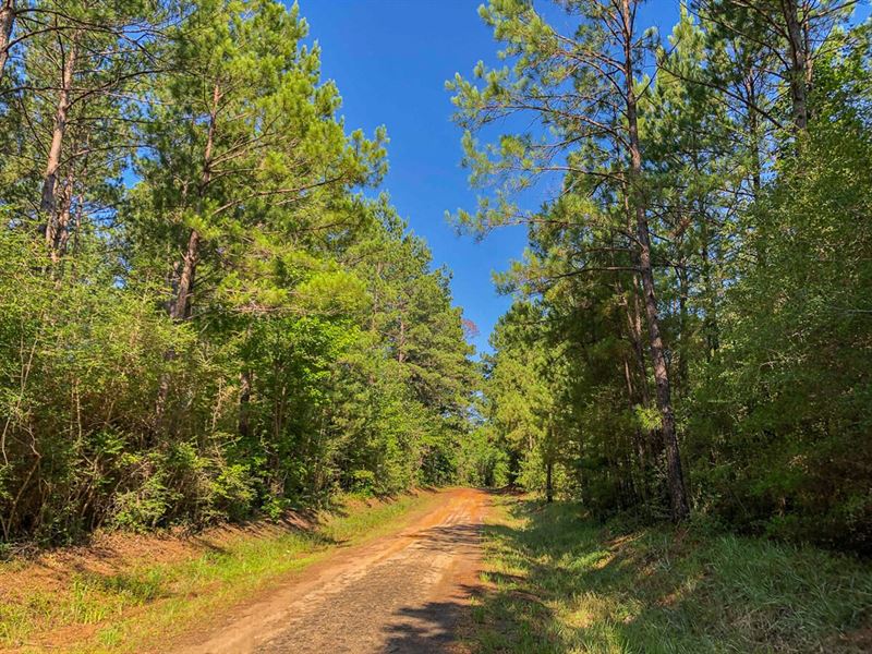 6 Acres, T-1 Saron : Zavalla : Angelina County : Texas