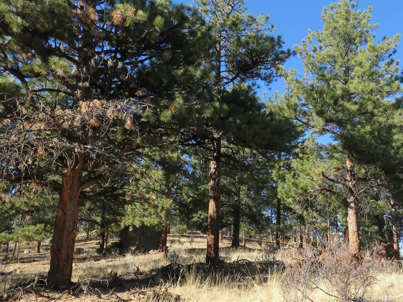 Prime Building Site in Game Trail : Buena Vista : Chaffee County : Colorado