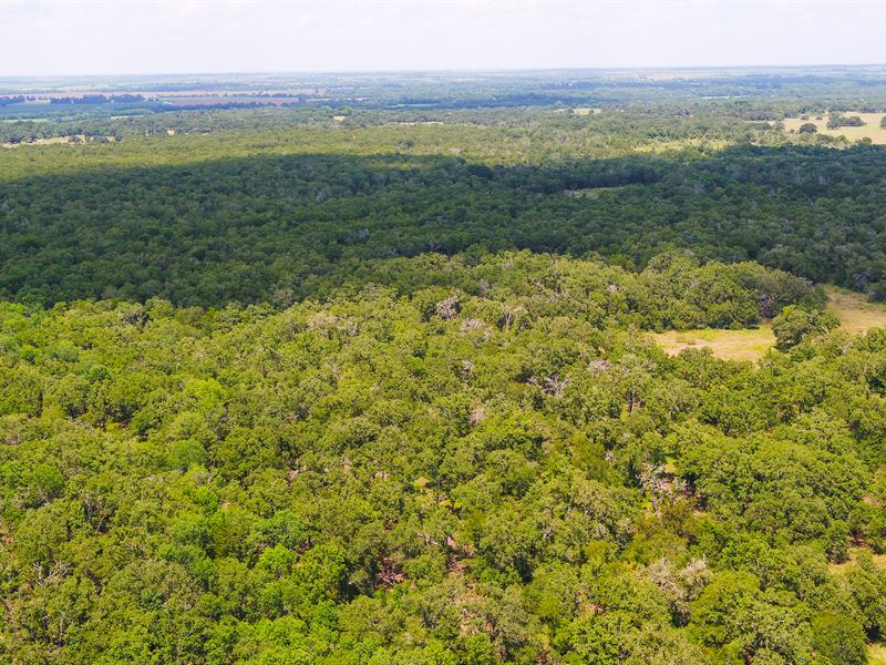 6 Acres in Milam County, Tract 3 : Buckholts : Milam County : Texas