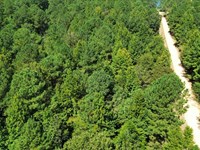 Lake Gainesville Estates Lots 4 th : Warsaw : Sumter County : Alabama