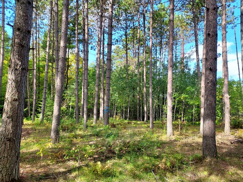 3 Acres Near North Twin Lake : Phelps : Vilas County : Wisconsin