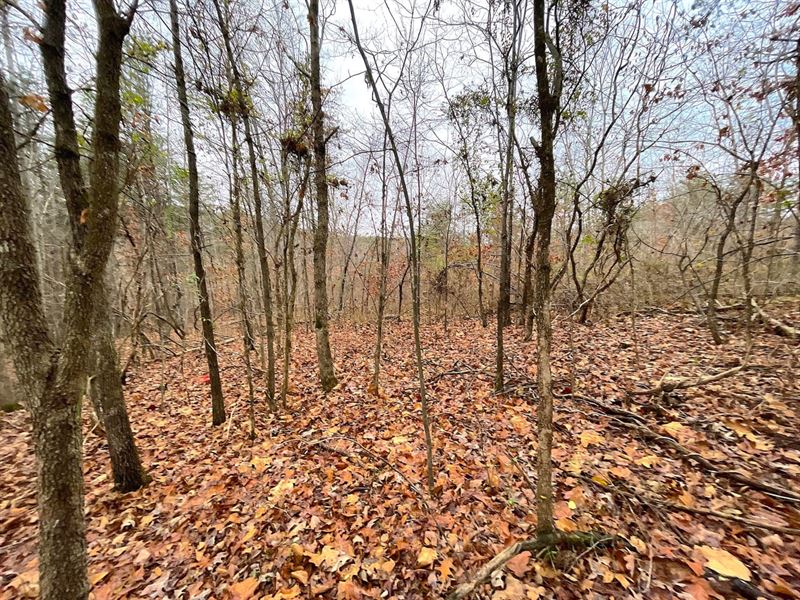 Swango Rd, 3 Acres, Gallia County : Bidwell : Gallia County : Ohio