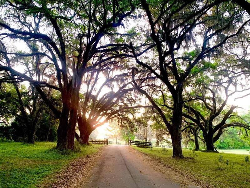 Rolling Hills Beauty : Madison : Madison County : Florida