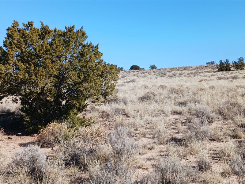 Build Life $20.24 Down, 1.04 Acre : Chambers : Apache County : Arizona