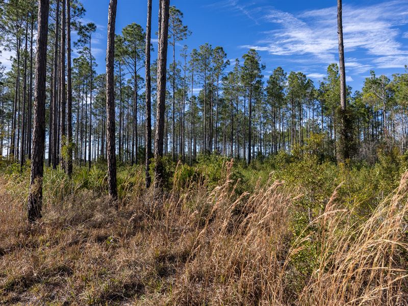 Lake Bonnet Wooded Haven : Earleton : Alachua County : Florida