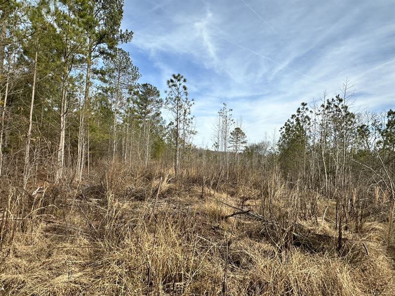 6.99 Wooded Ac, West Bartow County : Taylorsville : Bartow County : Georgia