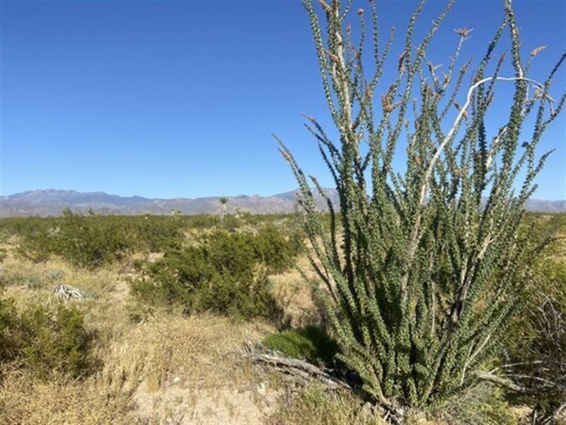 1.17 Acres at a Botanist's Paradise : Yucca : Mohave County : Arizona