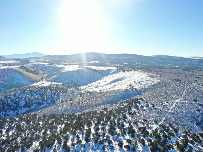 Top of The Hill with Trees : Elko : Elko County : Nevada