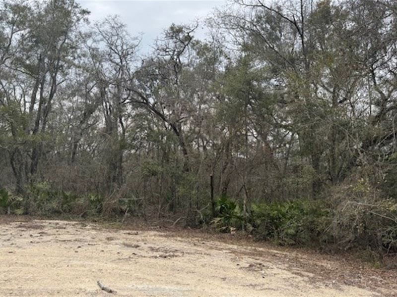 14.5 Acre Parcel Of Natural Woods : O'brien : Suwannee County : Florida