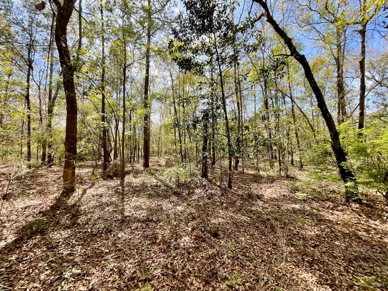 12.25 Acres Persimmon Dr : Pinetta : Madison County : Florida