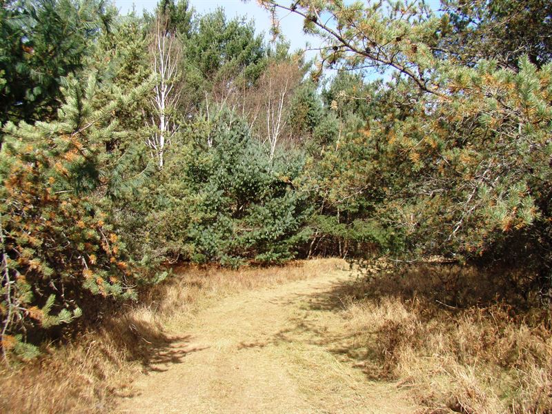 7 Acres Near Lake Nokomis : Tomahawk : Oneida County : Wisconsin