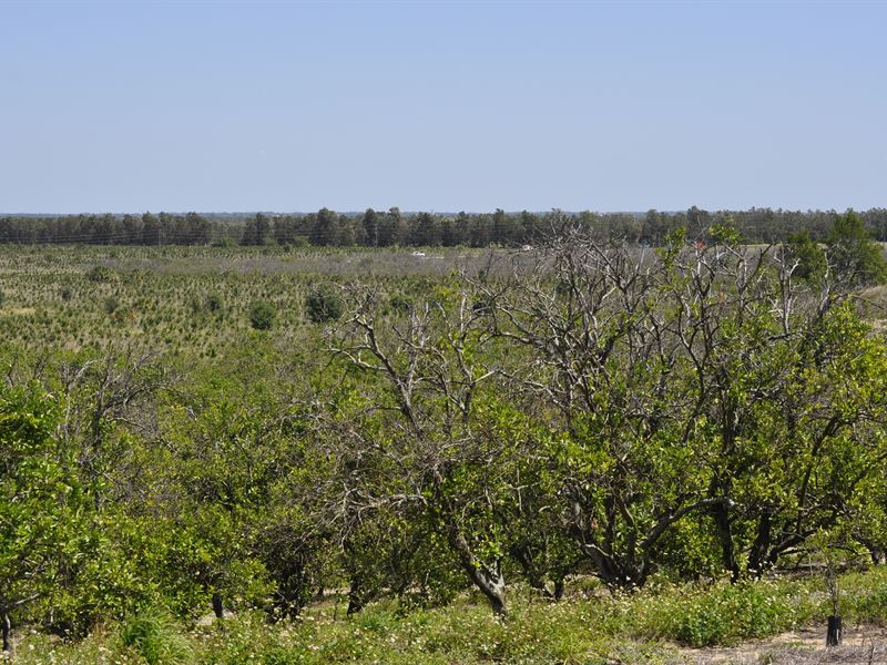 Garfield Nursery Road 20 Acres : Lake Wales : Polk County : Florida