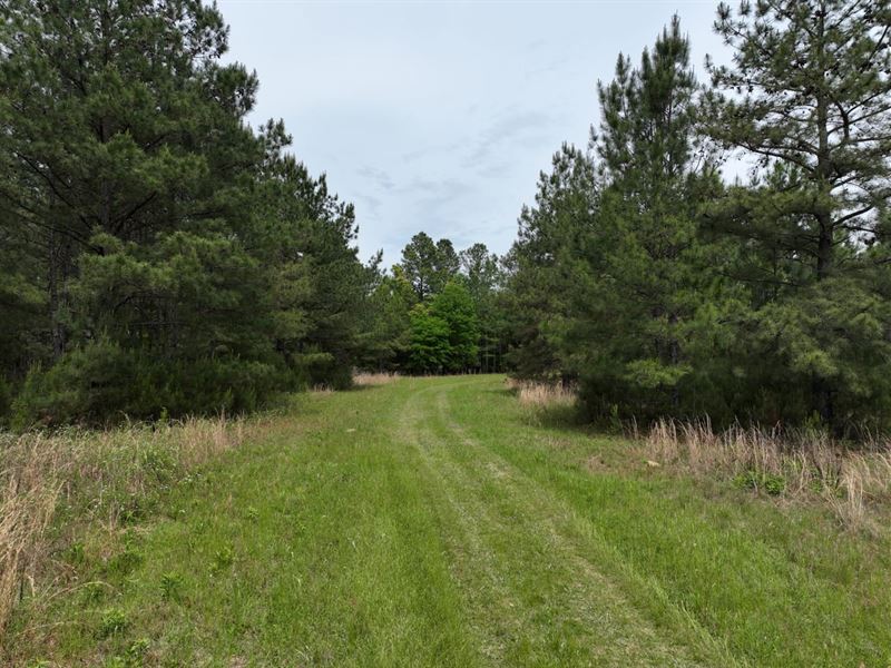 Sunbury Road 4 : Claxton : Evans County : Georgia