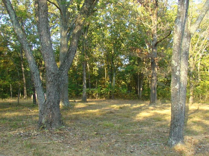 10 Wooded Acres,Electric On Propert : Mountain View : Texas County : Missouri