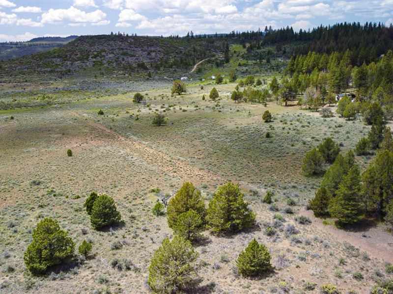 Your Feathered Friends Await in OR : Chiloquin : Klamath County : Oregon