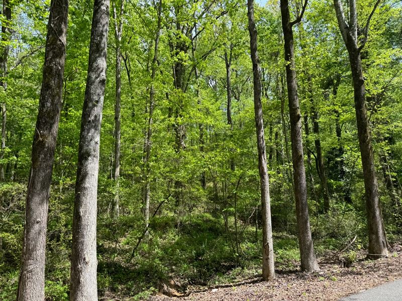 Oak Hill Subdivision.55 Acre Lot : Northport : Tuscaloosa County : Alabama