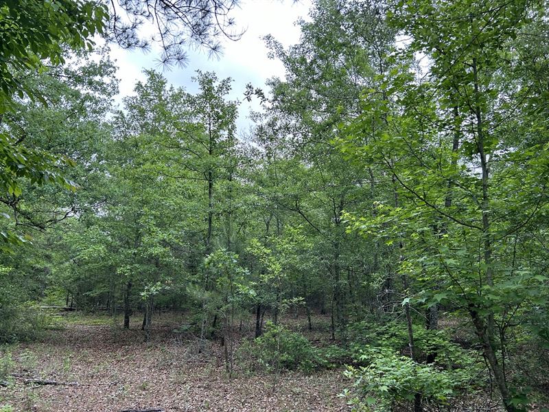 Hunting Tract or Secluded Homesite : Knoxville : Crawford County : Georgia