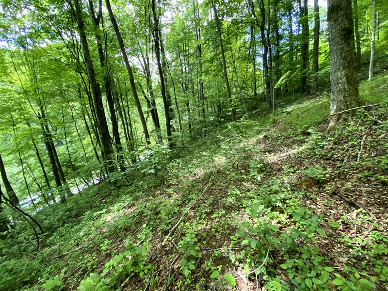 Prime Wooded Lot in Ashe County : Creston : Ashe County : North Carolina