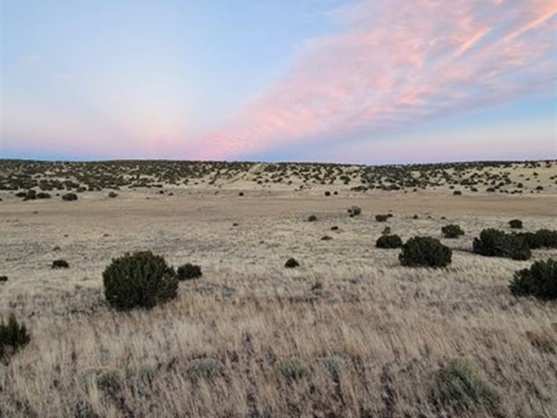 You and Your Horses Can Live Here : Concho : Apache County : Arizona