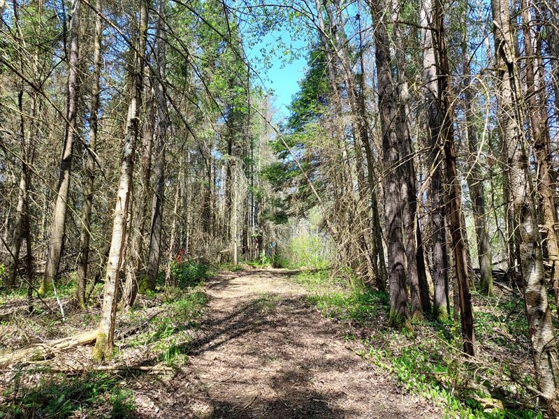 2.5 Acres in Summit Lake : Summit Lake : Langlade County : Wisconsin