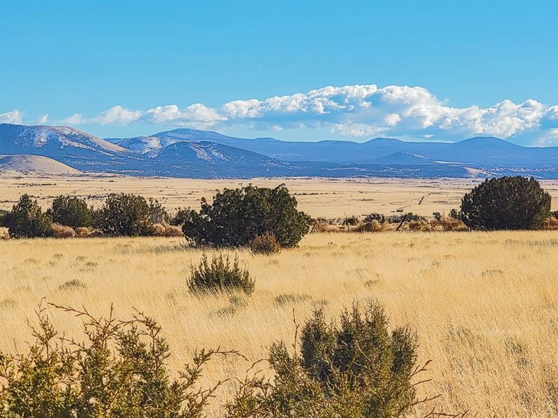 The Grand Canyon State Awaits : Concho : Apache County : Arizona