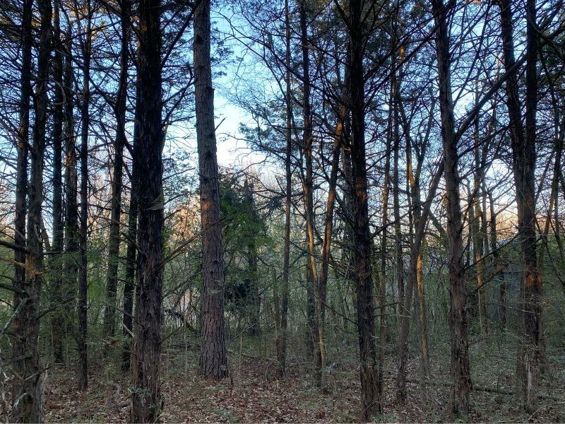 Are You Ready to Live in Paradise : Briarcliff : Baxter County : Arkansas