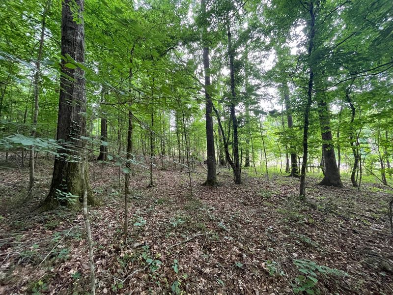 14 Acres Halso Mill Rd : Greenville : Butler County : Alabama