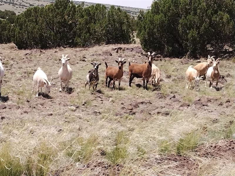 A Place for You and Your Goats : Concho : Apache County : Arizona