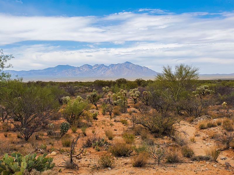 Hidden Gems of Sonoran Desert : Tucson : Pima County : Arizona