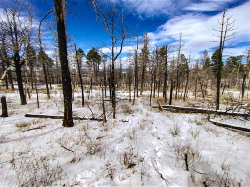 Your 'Deer John' Letters : Fort Garland : Costilla County : Colorado