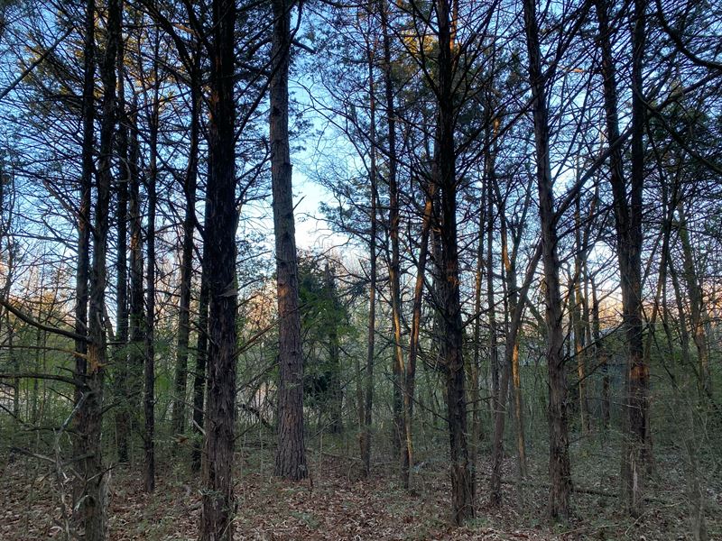 Wooded Lot for Sale, Baxter County : Uniontown : Baxter County : Arkansas