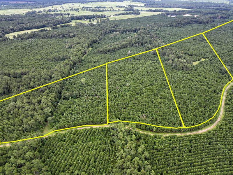 12 Acres, T-46 Eliot : Groveton : Trinity County : Texas