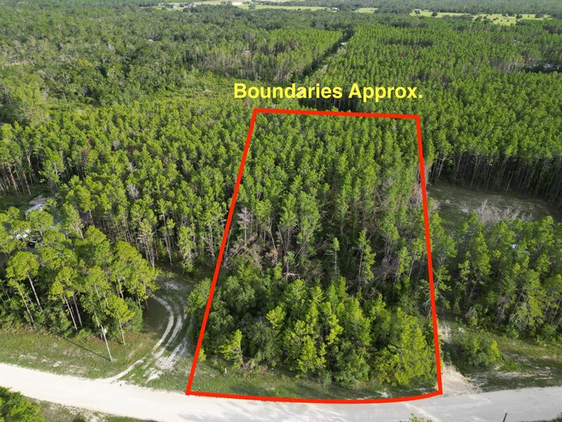 2.39 Acre Wooded Lot in Prestigious : Perry : Taylor County : Florida