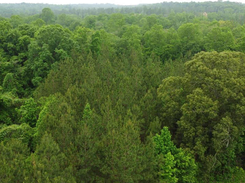 6+ Acres on Little Loblockee Creek : Waverly : Lee County : Alabama