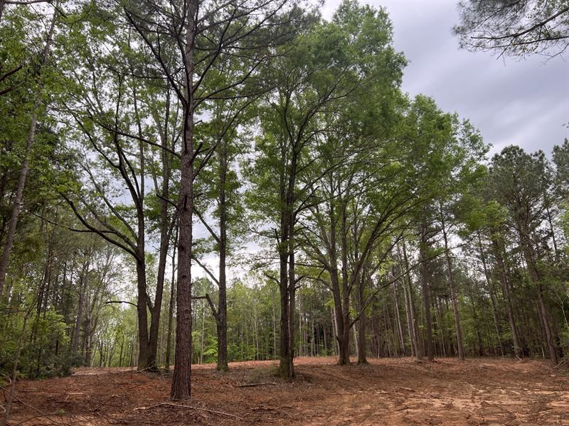 10 Acre Lots Greensboro, AL : Greensboro : Hale County : Alabama