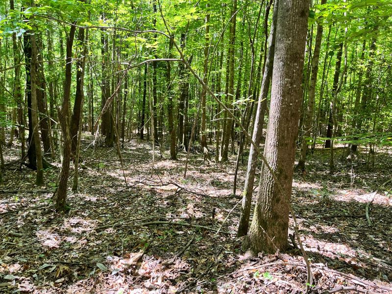 20 Acres Located : Carrollton : Pickens County : Alabama