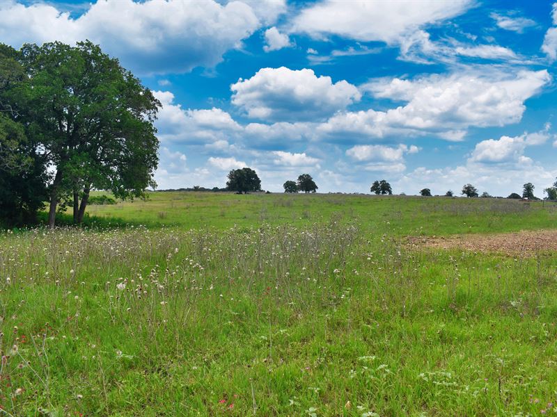 4.16 in Caldwell County, Texas : Luling : Caldwell County : Texas