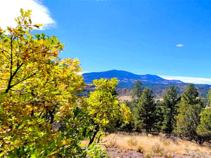 1.92 Acres of Wooded Mountain Bliss : Canon City : Fremont County : Colorado