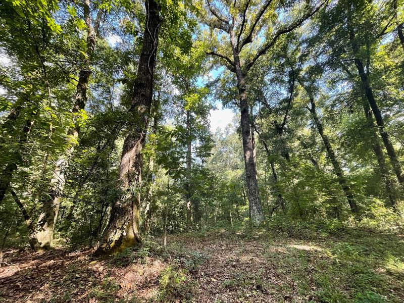 20 Acre Potential Homesite in Pratt : Prattville : Autauga County : Alabama